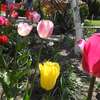 Wiosenne ogrody z tulipanami
