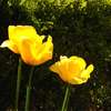 Wiosenne ogrody z tulipanami