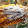Choroby kukurydzy