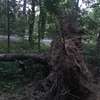 Połamane drzewa na szlaku rowerowym Olsztyn - Dywity