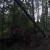 Połamane drzewa na szlaku rowerowym Olsztyn - Dywity