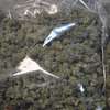 Straż graniczna ujawniła 42 kg marihuany