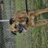 Mika do adopcji