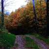 Jesienny las w okolicach wsi Lipowiec w gm. Kurzętnik