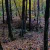 Jesienny las w okolicach wsi Lipowiec w gm. Kurzętnik