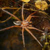 Bagnik nadwodny - największy polski pająk