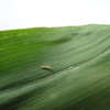 Zaprawy nasienne w kukurydzy