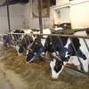 Suplementacja diety krów mlecznych