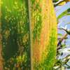 Choroby i szkodniki pojawiające się od lipca. Ochrona kukurydzy