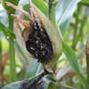 Choroby i szkodniki pojawiające się od lipca. Ochrona kukurydzy