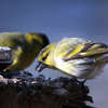 Ptaki sfotografowane z szopy w Bisztynku