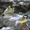 Ptaki sfotografowane z szopy w Bisztynku