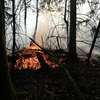 Pożar lasu w pobliżu Lipowiny 