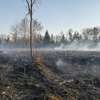 Pożar lasu w pobliżu Lipowiny 