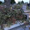 Wycinka na cmentarzu w Miłkach