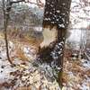Powalone drzewa przez bobry Jezioro Długie