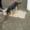 Gmina Markusy: Skrajnie wychudzone psy przebywały w skandalicznych warunkach